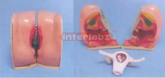 NATURAL HEALTH HUMAN FEMALE GENITAL ORGANS DEMONSTRATION MODEL